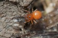 /album/linyphiidae/nematogmus-sanguinolentus-r1-jpg/